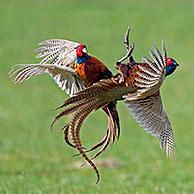 Twee vechtende fazanten (Phasianus colchicus) tijdens het broedseizoen in de lente